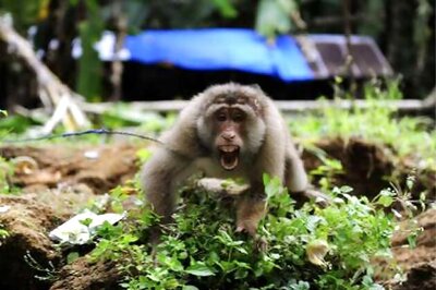Monkeys suffer shocking tests in Britain
