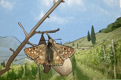 What Do Moths Mean Spiritually?