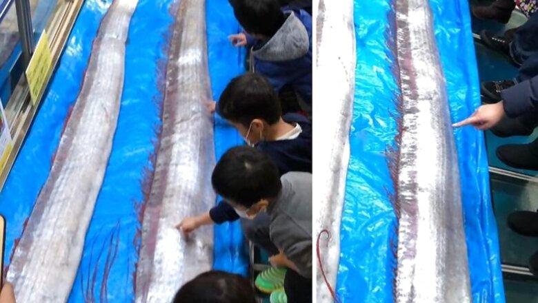 Rare Nine-Foot Oarfish, Known As 'Harbinger Of Doom', Caught In Thailand