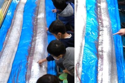 Rare Nine-Foot Oarfish, Known As 'Harbinger Of Doom', Caught In Thailand