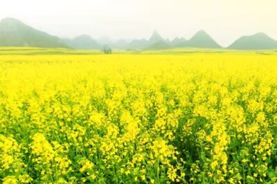 This Small Country Is The World’s Leading Producer Of Mustard Oil