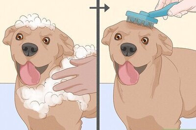 How to Eliminate a Flea Infestation in Your Home