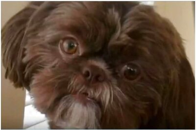 Dogs Evolved Puppy Eyes to Better Communicate With Humans: Study