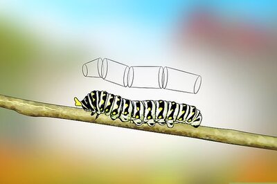 How to Identify a Caterpillar