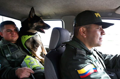 This Colombian Drug Sniffing Dog is so Good at the Job That a Cartel Put Bounty on Its Head