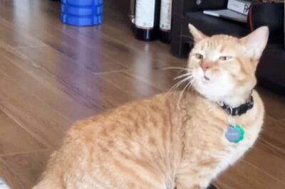 Cala The Popular ‘I Go Meow’ Cat Dies