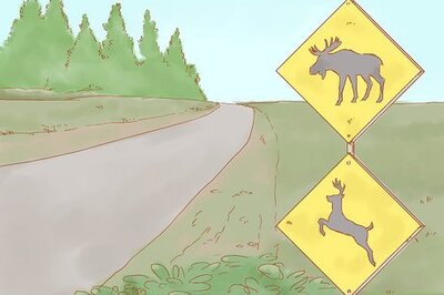 How to Avoid a Moose or Deer Collision