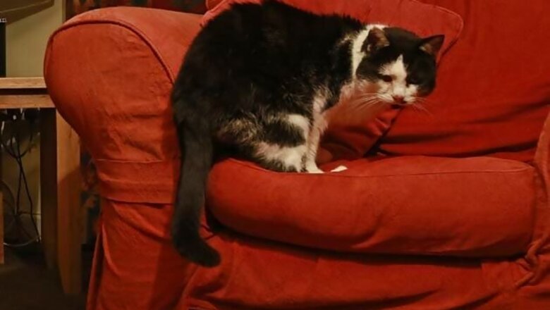 US man accused of baking, skinning pet cat
