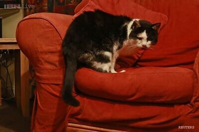 US man accused of baking, skinning pet cat