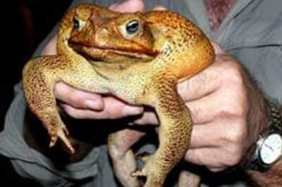 'Monster' toad found in Australia