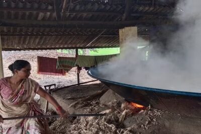 Ahead Of Pongal, Sugarcane Production In Tamil Nadu Suffers Due To Yellow Leaf Disease