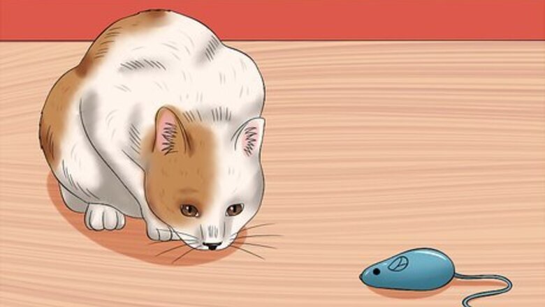 How to Stop Cats from Getting Birds