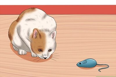 How to Stop Cats from Getting Birds