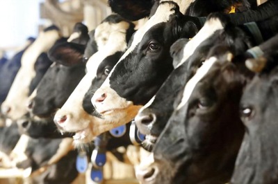 Qatar Gets First Boycott-busting Cows