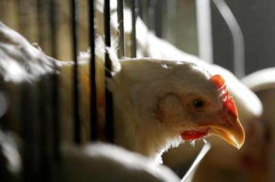 Chicken, Egg Prices Decline Amid Fall In Demand; Wheat Gets Costlier; Know Why