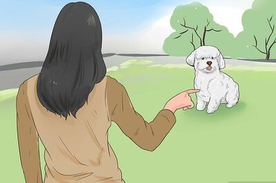How to Train a Bichon Frise