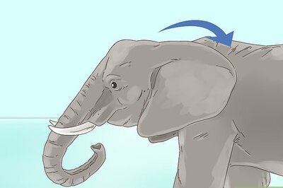 How to Survive a Charging Elephant