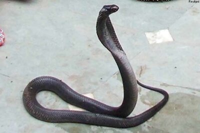 10-ft-long cobra caught from Kerala Assembly complex