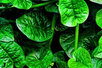 Strengthening Bones To Improving Gut, Health Benefits Of Malabar Spinach