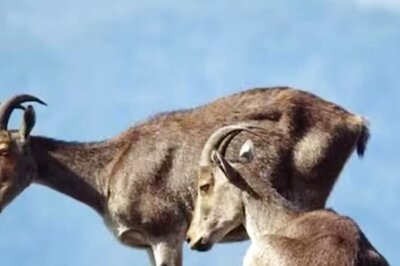 Tami Nadu And Kerala Governments Collaborate For Assessing Nilgiri Tahr And Its Division