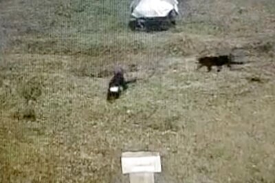 WATCH: Two Black Panthers Spotted Roaming at Meteorological Research Centre in Ooty
