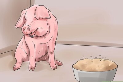 How to Care for a Pig With Pneumonia