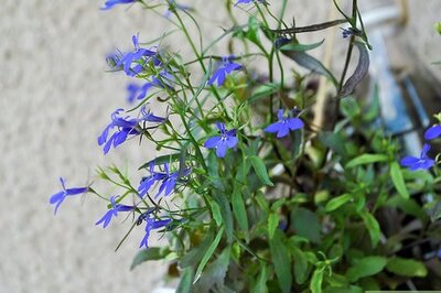 How to Do Pressed Flower Nail Art