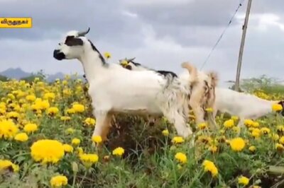 This Virudhunagar Farmer Is Letting Goats Graze His Flower Crops Because …