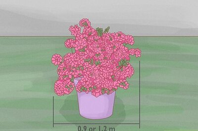How to Prune Azaleas
