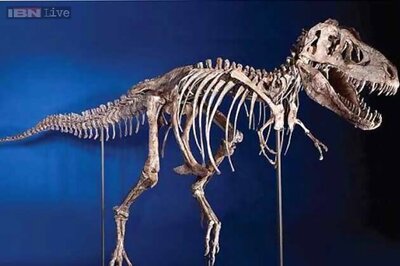 Dozens of dinosaur eggs found at construction site in China