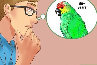 How to Know if an Amazon Parrot Is Right for You