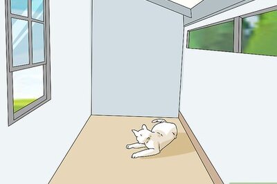 How to Make a Cat Comfortable Around You