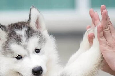 Tricks to Help Pet Parent Train Their Furry Friends