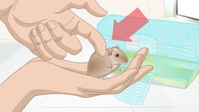 How to Groom a Gerbil