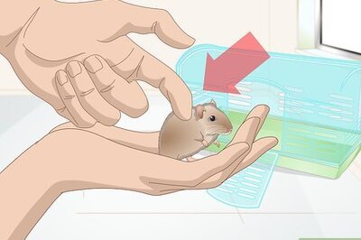 How to Groom a Gerbil
