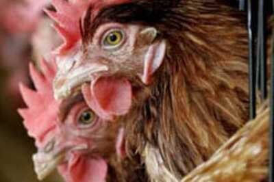 Officials sign pact to tackle bird flu