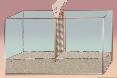 How to Split Cage a Gerbil