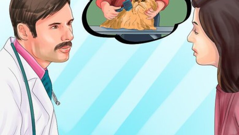 How to Find a Professional Cat Groomer