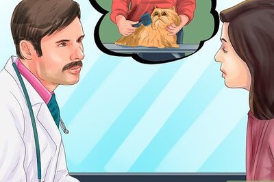 How to Find a Professional Cat Groomer