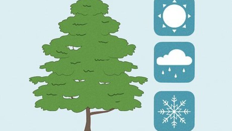 How to Plant a Tree