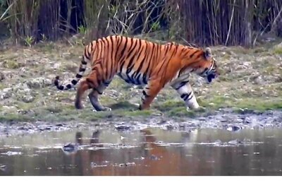 Tiger Numbers Up in Sunderban, Intrusions in Villages Create Man-Animal Conflicts