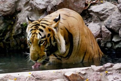 In Second Case of Cannibalism, 12-year-old Tiger Eaten by Another in MP’s National Park