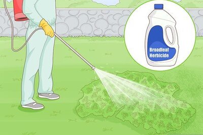 How to Eliminate Clover from Your Lawn