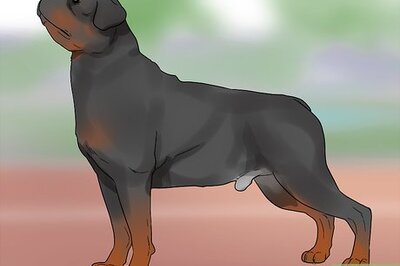 How to Identify a Rottweiler