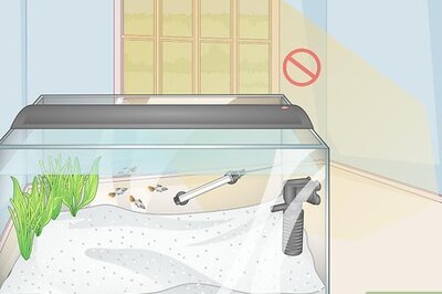How to Avoid Algae in an Aquarium
