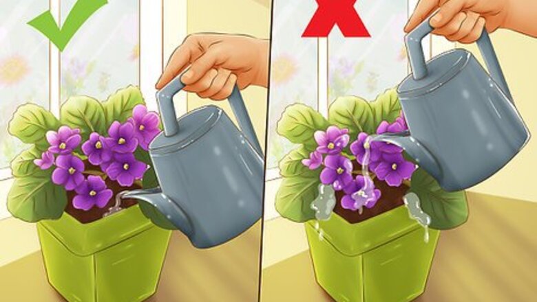 How to Select Blooming Houseplants