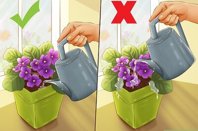 How to Select Blooming Houseplants