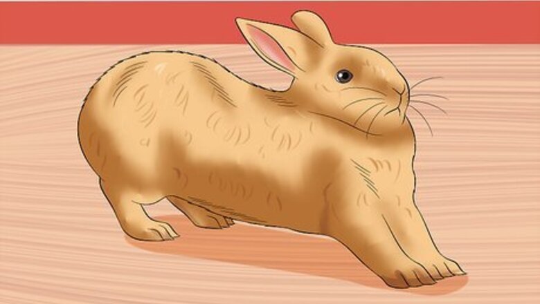 How to Calm a Rabbit During a Thunderstorm