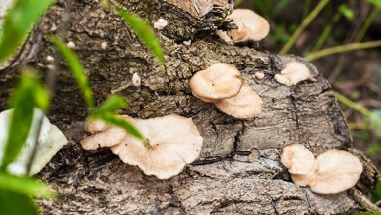 How to Photograph Fungi