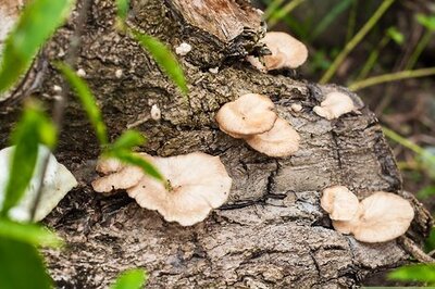 How to Photograph Fungi